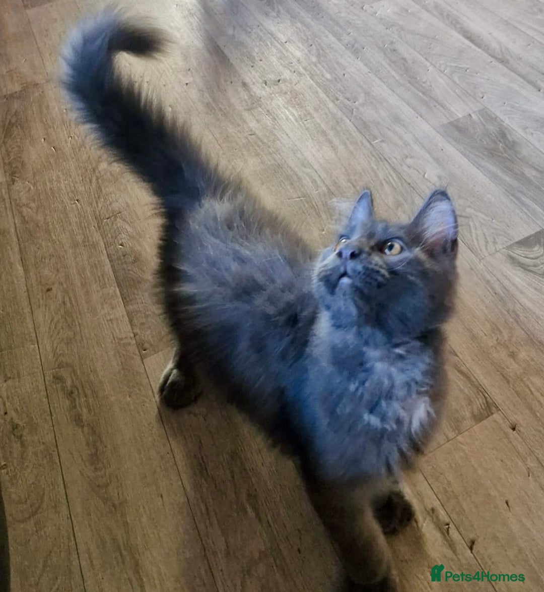 Maine Coon cats for sale: 🌟Ready now🌟 3 large Maine coons active available - Image 18