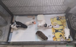 Pomchi dogs for sale: Last male pomchi left - Image 4