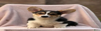 Welsh Corgi Pembroke 1