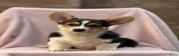 Welsh Corgi Pembroke dogs for sale: Quality Corgi pups waiting lovely homes - Advert 4