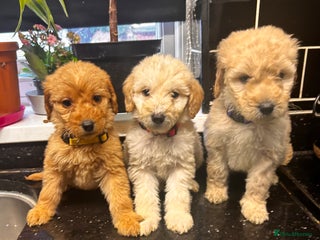 Labradoodle dogs F2b Standard labradoodles multigenerational - Advert 4