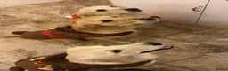 Golden Retriever dogs for sale: Golden Retriever Puppies  - Advert 4