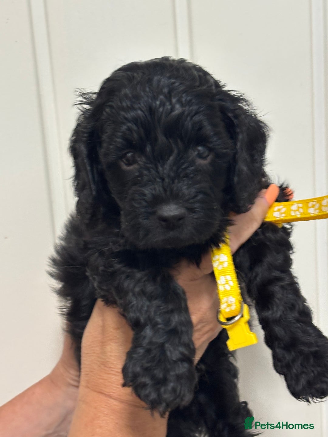 Cavapoo dogs for sale: ❤️ F1B CAVAPOOS 5* health checked ❤️ - Image 13