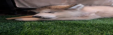 Alaskan Malamute 3 