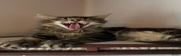 Maine Coon cats for sale: Stunning, friendly pedigree XL Maine Coons last 2! - Advert 10