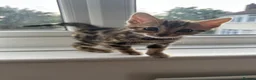 Bengal cats for sale: baby bengal male - Advert 6