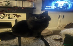 British Longhair cats for sale: Long Hair Black Cat  - Image 1