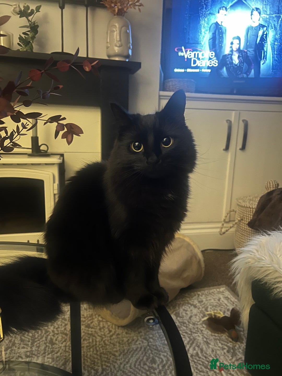British Longhair cats for sale: Long Hair Black Cat  - Image 1