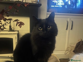 British Longhair cats - Advert 35