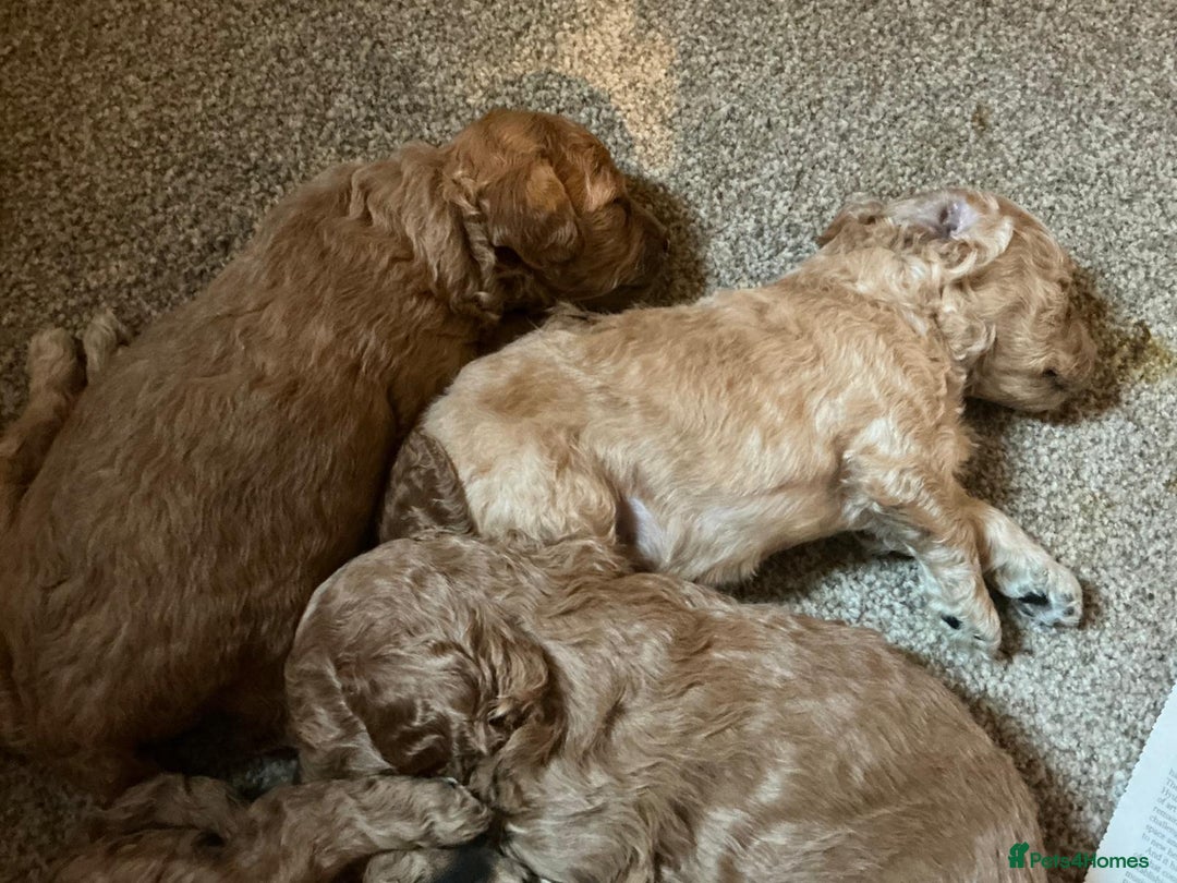 Labradoodle dogs for sale: Miniature labradoodle hypoallergenic  - Image 4