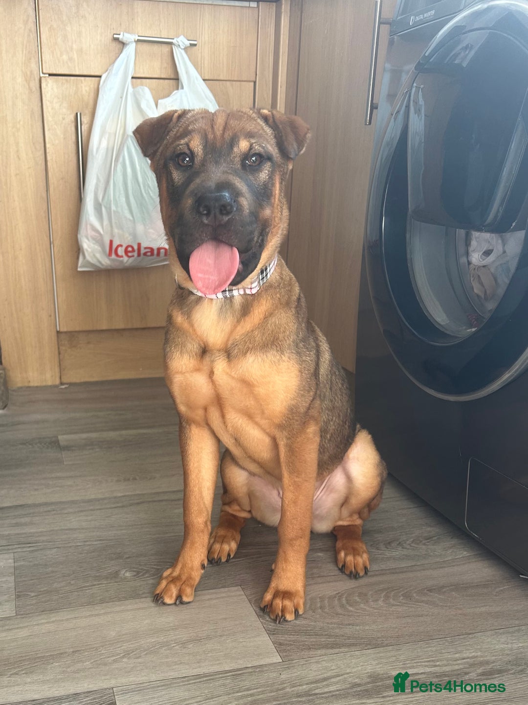 Mixed Breed dogs for sale: Rehoming male and female - Image 4
