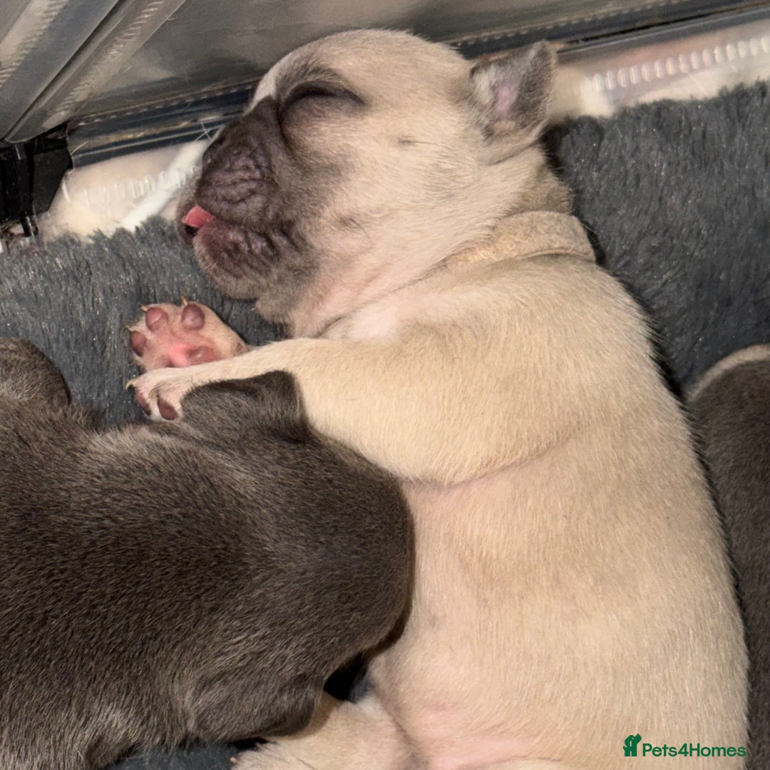French Bulldog dogs for sale: French bulldog puppies  - Advert 12
