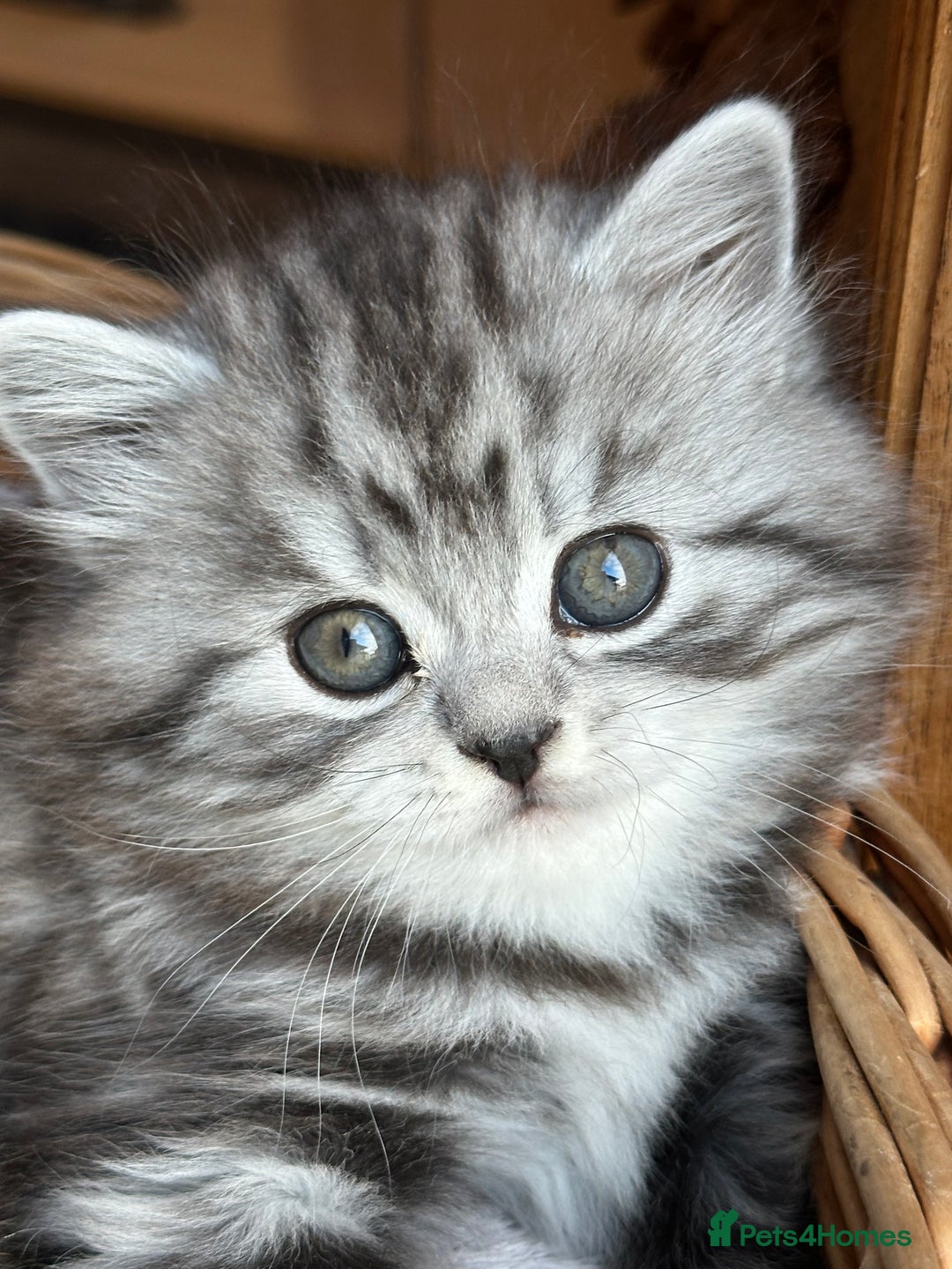 British Longhair cats for sale: British Longhair full pedigree - Advert 2