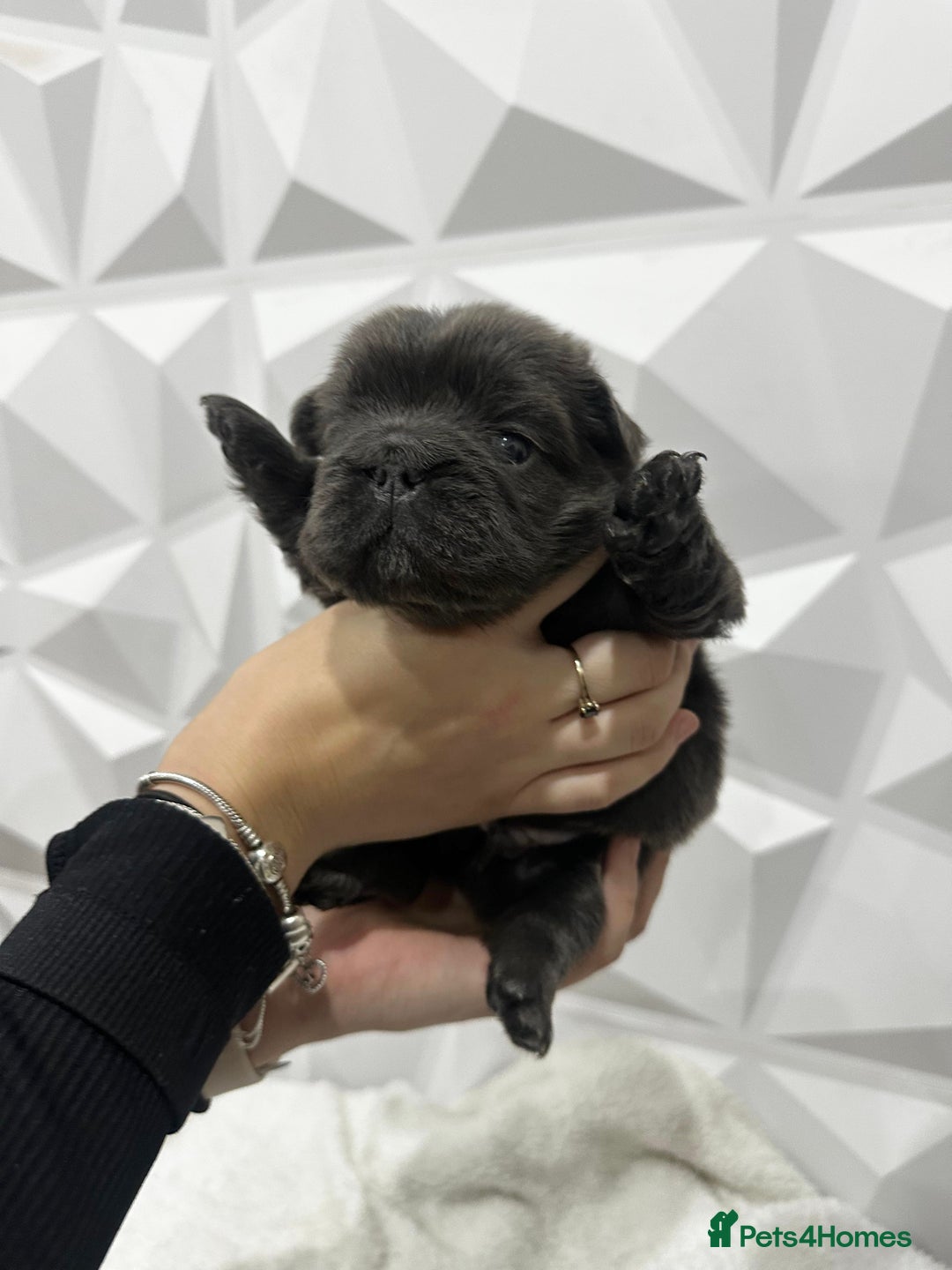 French Bulldog dogs for sale: Fluffy French Bulldog Puppies for sale - Advert 8