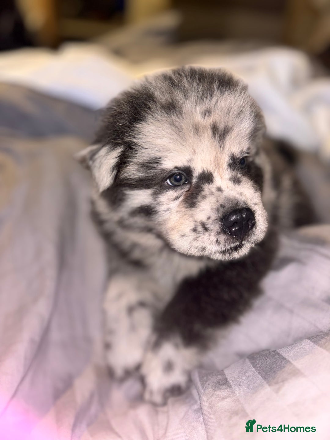 Chow Chow dogs for sale: Merle Chow Chow Pups 🐻 - Image 1