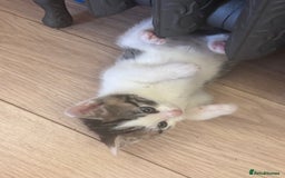 Mixed Breed cats for sale: Kittens seeking 5⭐️ forever homes - Image 13