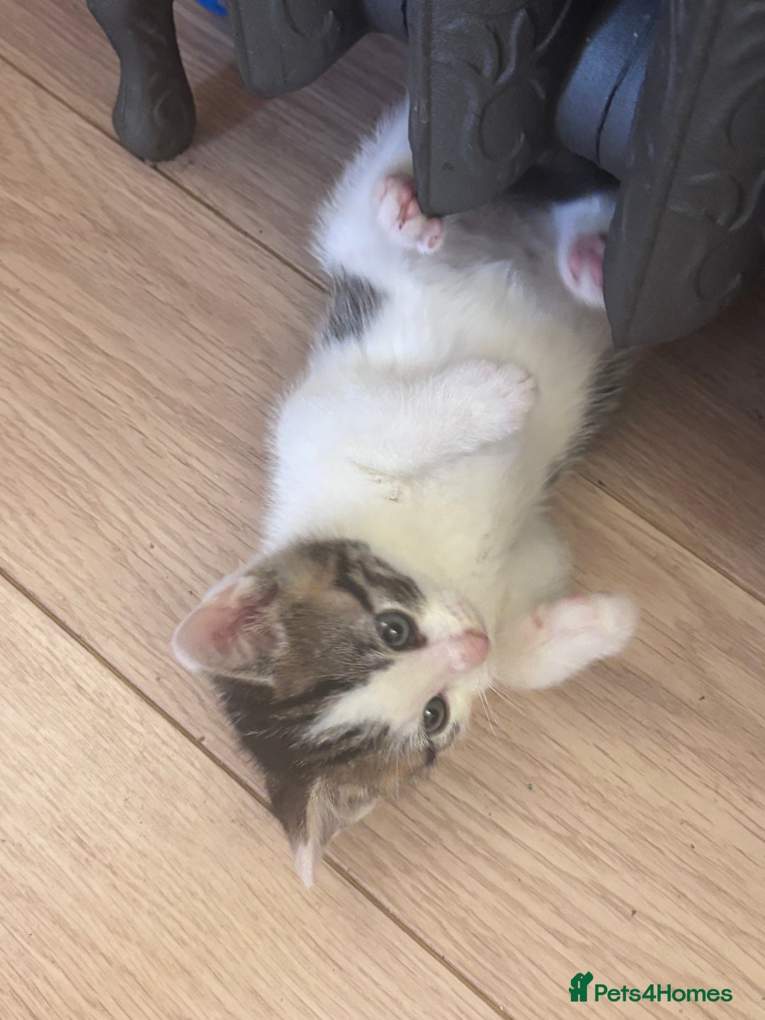 Mixed Breed cats for sale: Kittens seeking 5⭐️ forever homes - Image 13