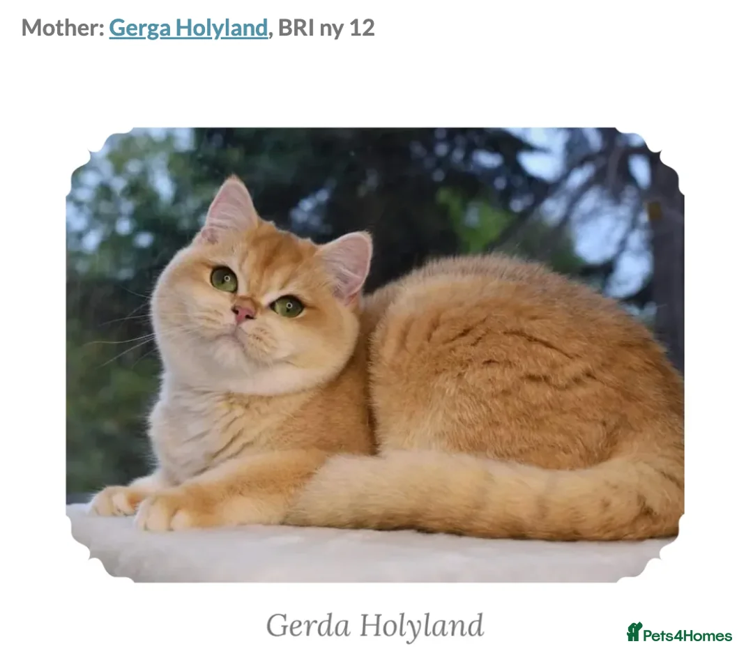 British Shorthair cats for sale: British Shorthair BSH Black Golden Chinchilla CP - Advert 6