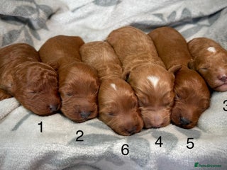 Cavapoo dogs 6 Cute Cavapoo puppies 6 - ready for homes in feb - Advert 9