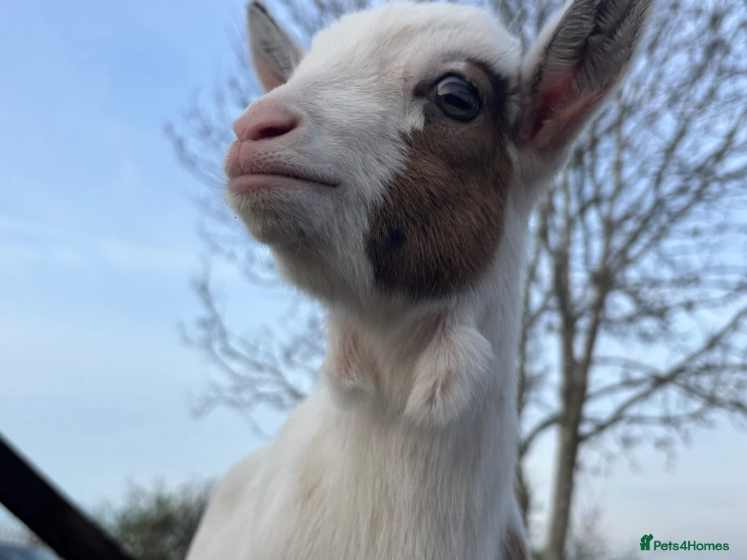 Goats livestock for sale: 2 male Pygmy crosses  in Wrexham - Advert 2