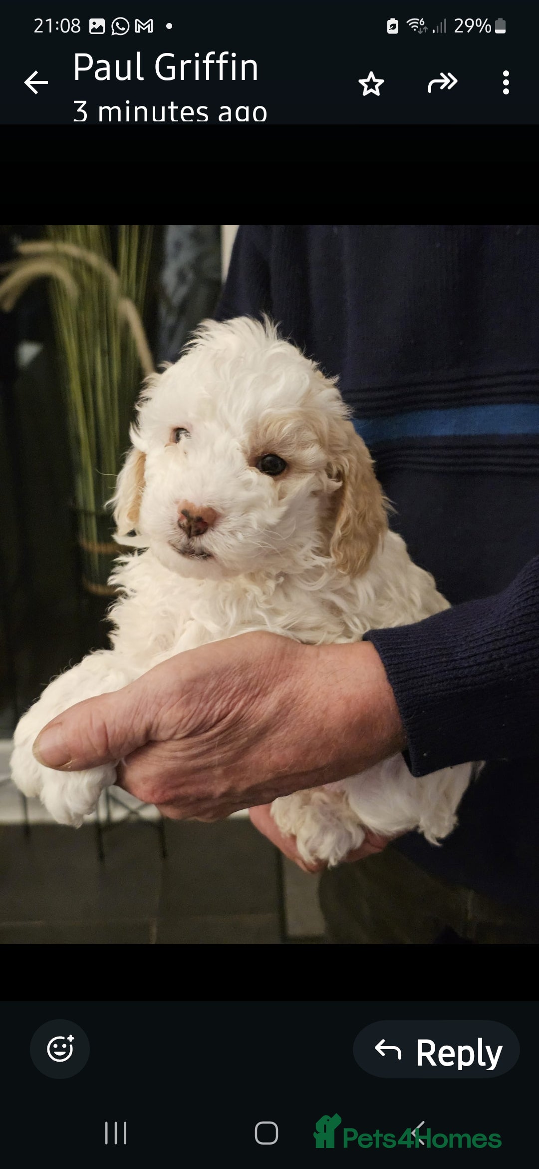 Cockapoo dogs for sale: 1 beautiful cockapoo girl - Image 10