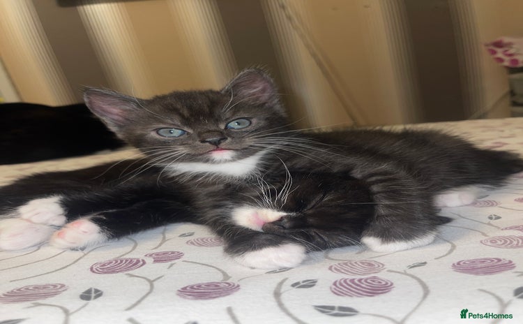 Mixed Breed cats - Advert 4