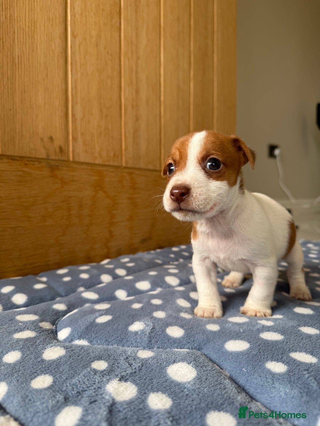 Jack Russell dogs for sale: Minature Jack Russell pups - Image 7