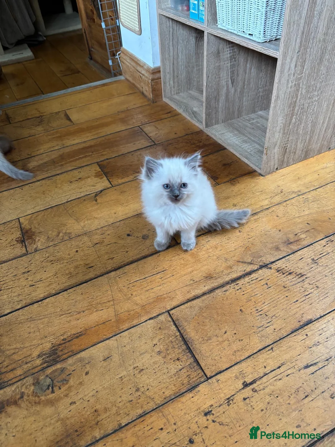 Ragdoll cats for sale: Beautiful Cuddly Purebred Kittens in Great Yarmouth - Advert 7