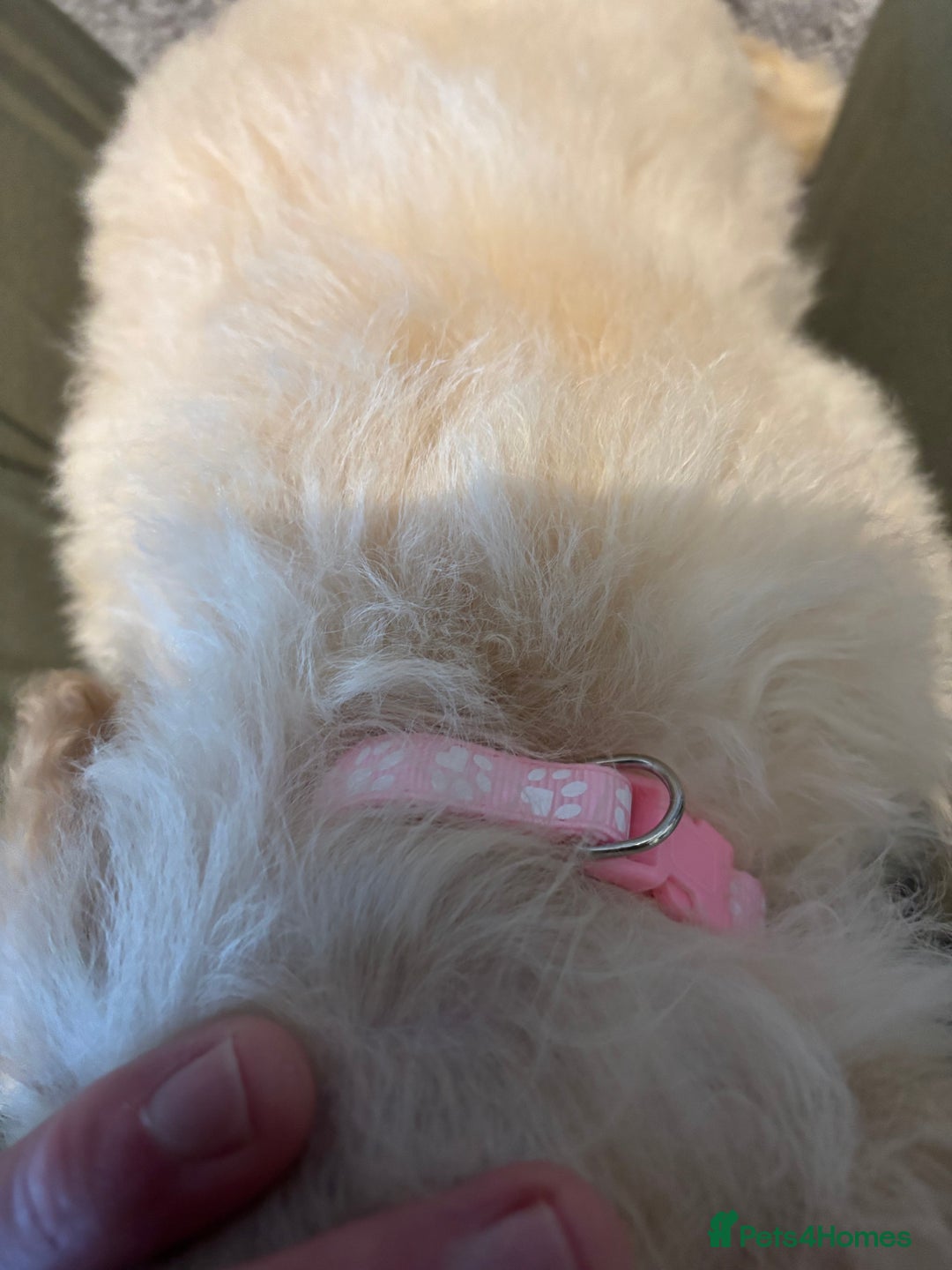 Poochon dogs for sale: Beautiful f1 poochon puppys READY NOW!!! - Advert 20