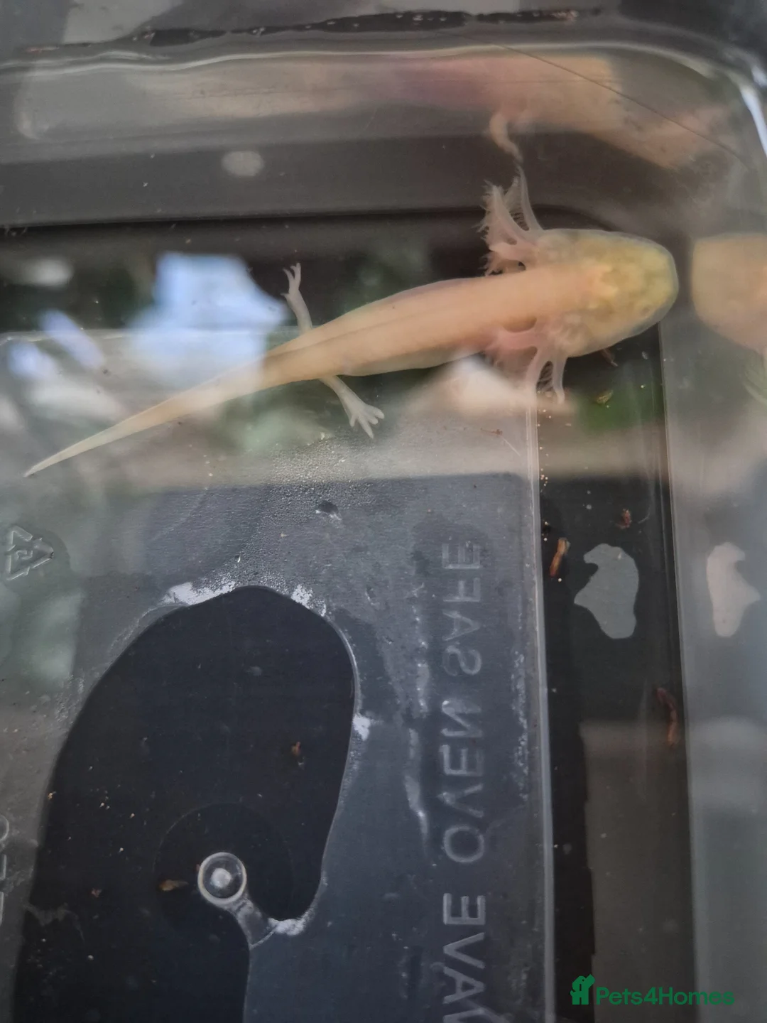 Other/Mixed Breed fish for sale: Axolotl babies for sale  in Cardiff - Advert 2