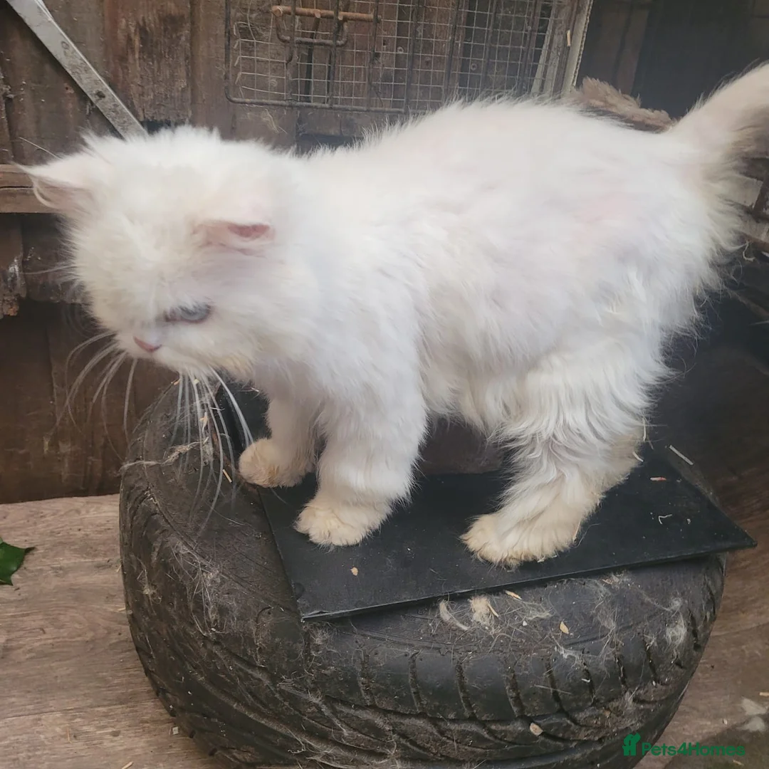 Mixed Breed cats for sale: Beautiful blue eyed Chinchilla x Persian in Birmingham - Advert 6