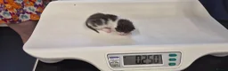 Mixed Breed cats for sale: Rare opportunity to have loving bottle fed Kittens in Melton Constable - Advert 11