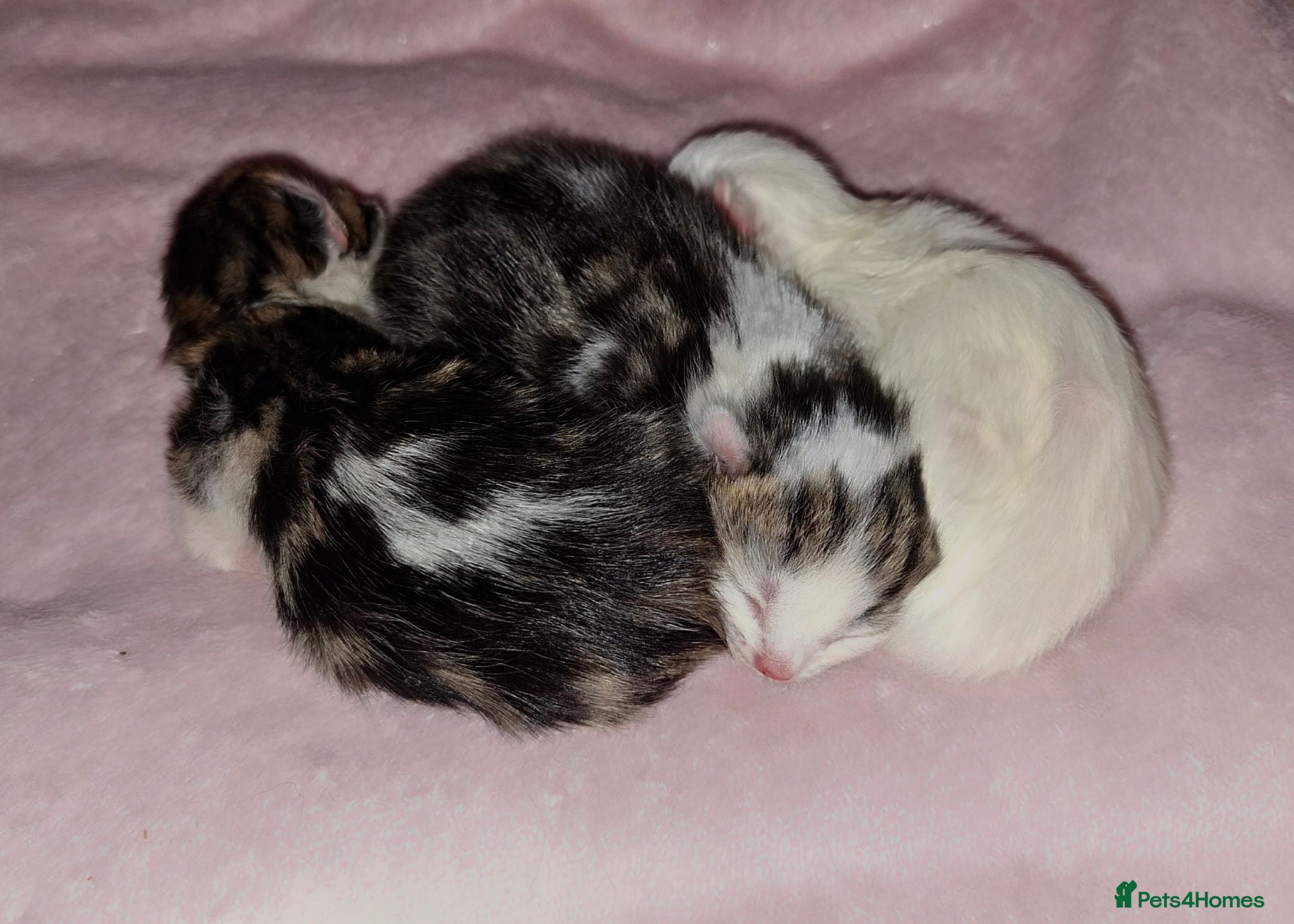 Mixed Breed cats 🐾 Adorable Kittens – Taking Reservations Now! - Advert 1