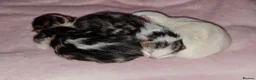 Mixed Breed cats for sale: 🐾 Adorable Kittens – Taking Reservations Now! in Wirral - Advert 1
