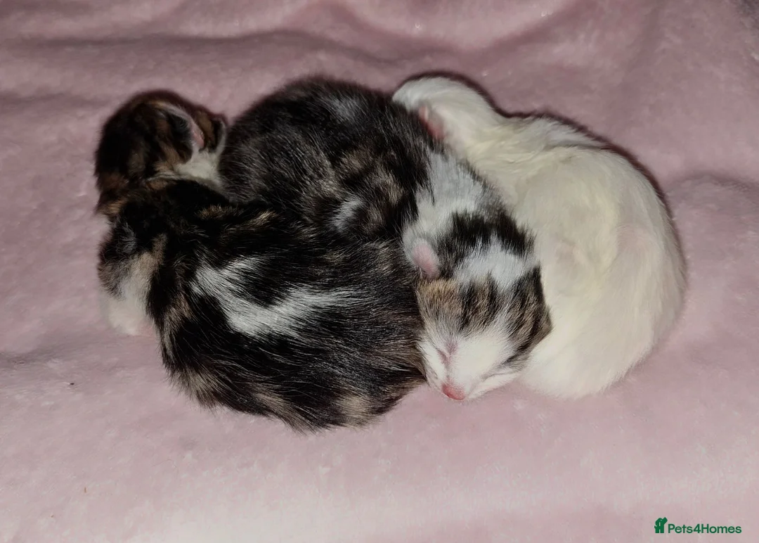 Mixed Breed cats for sale: 🐾 Adorable Kittens – Taking Reservations Now! in Wirral - Advert 1