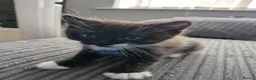 Mixed Breed cats for sale: 2 siamese mix males looking for new homes  - Advert 17