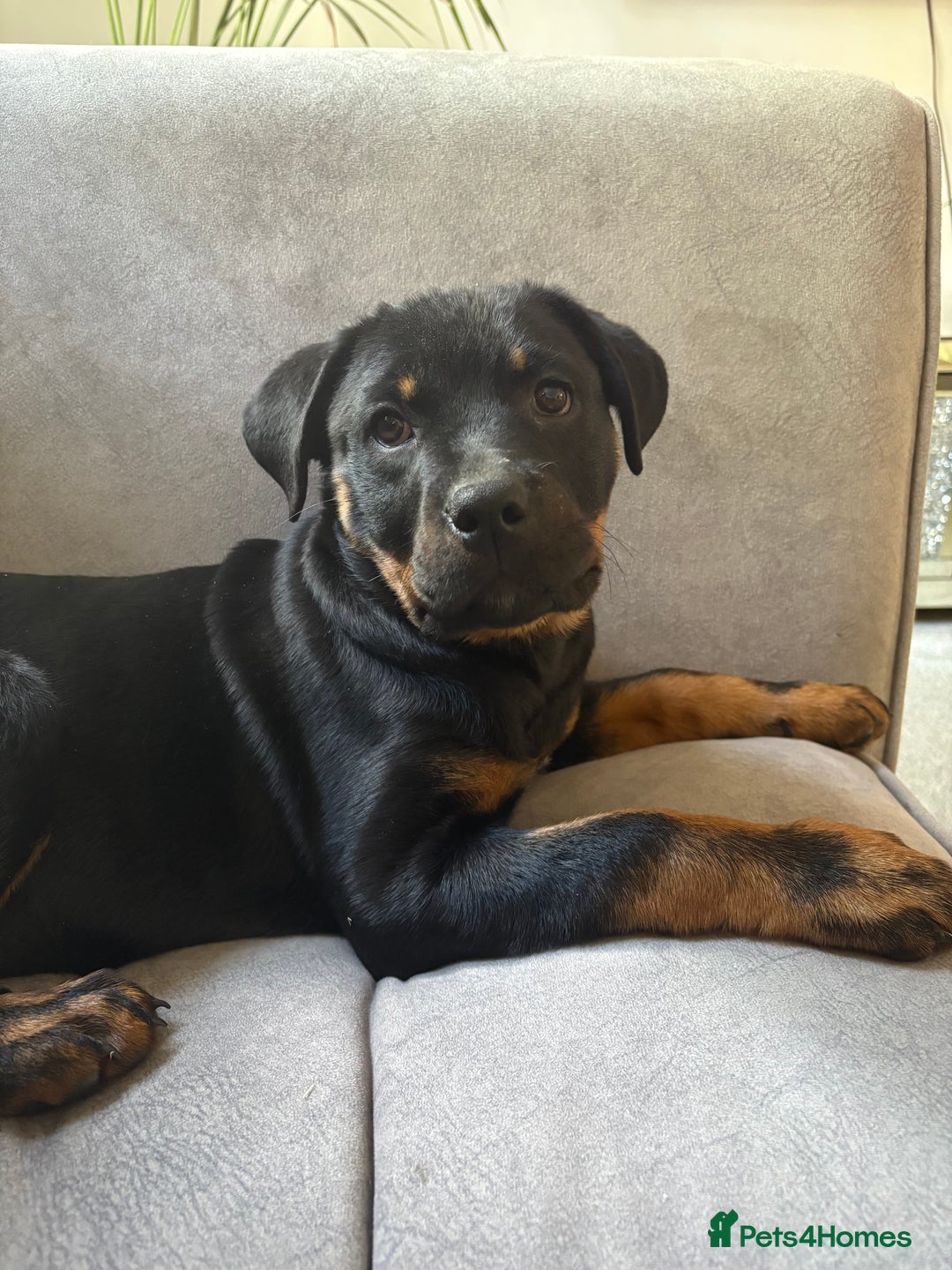 Rottweiler dogs for sale: Zora the Rotty - Image 7