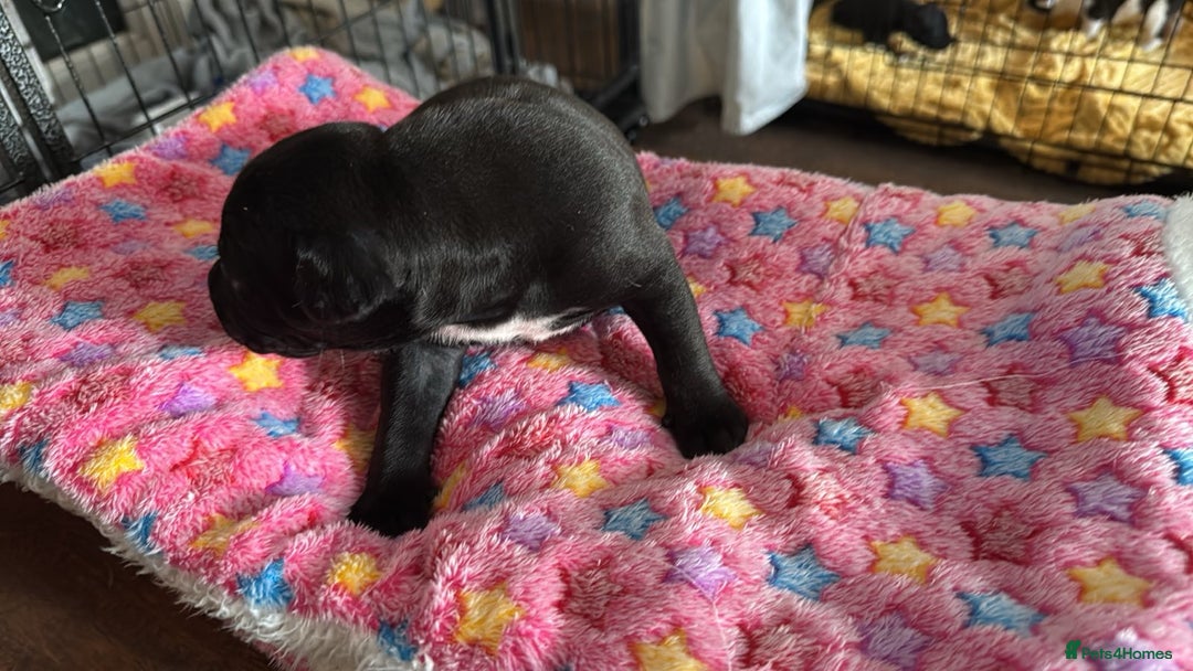 Staffordshire Bull Terrier dogs for sale: Staffordshire bull terrier  - Image 10