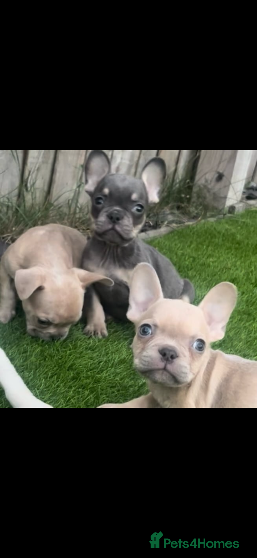 French Bulldog dogs for sale: French bull dog puppys  - Image 6