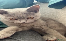 British Shorthair cats for sale: British shorthair  - Image 1