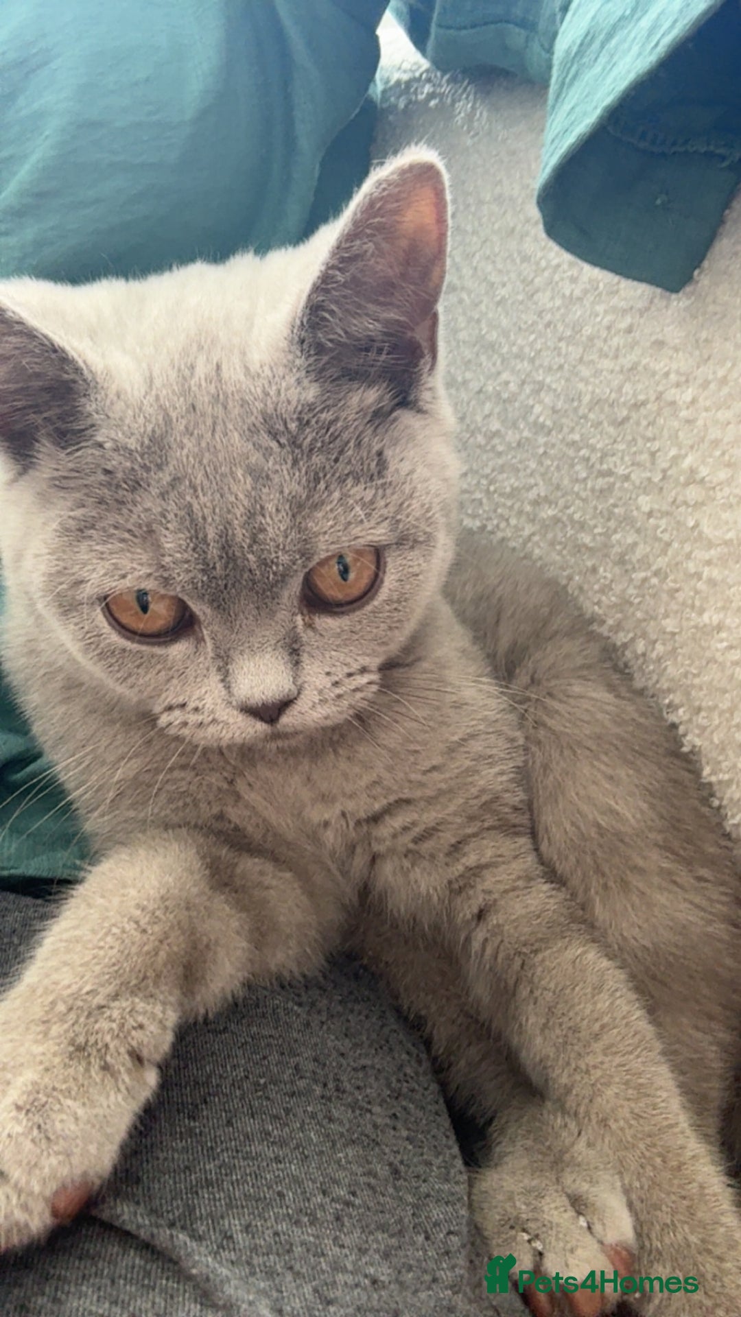 British Shorthair cats for sale: British shorthair  - Image 1