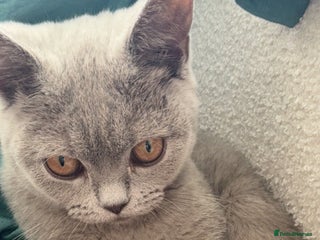 British Shorthair cats - Advert 20