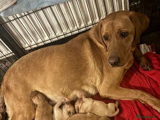 Goldador dogs Goldador - Advert 5