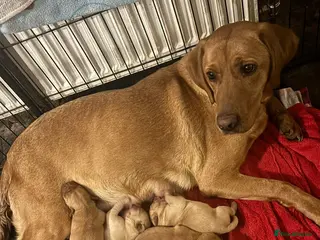 Goldador dogs Goldador - Advert 9