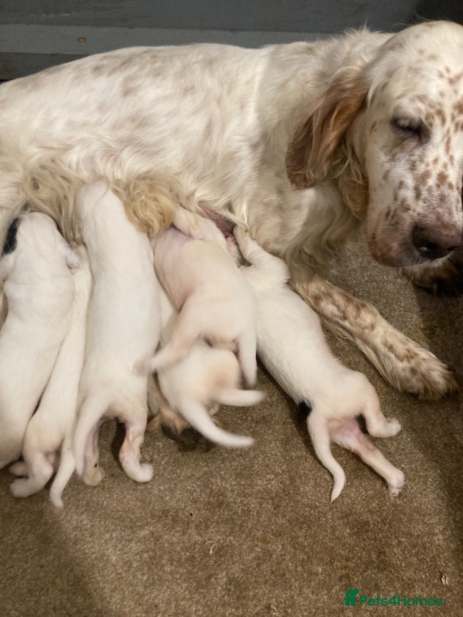 Mixed Breed dogs Golden setter pups  - Advert 3
