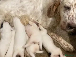 Mixed Breed dogs Golden setter pups - Advert 3