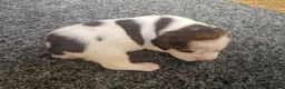 Beagle dogs for sale: 1 beagle puppie available  - Advert 6