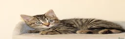 Mixed Breed cats for sale: Adorable Kittens Ready Soon - Advert 8
