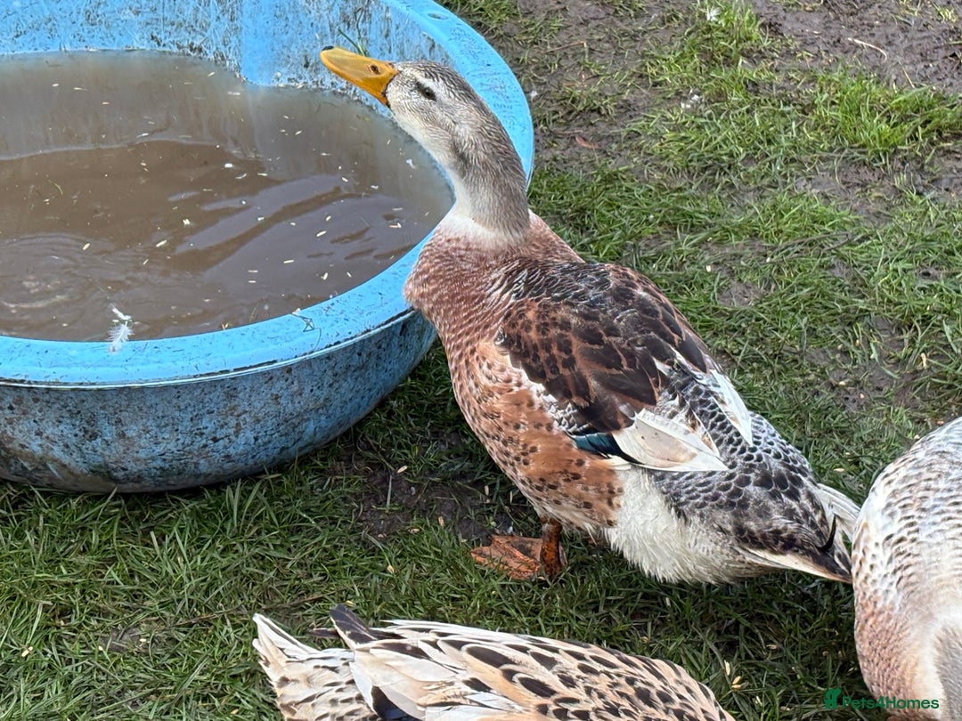 Ducks poultry for sale: Silver Appleyard Drakes - Image 3