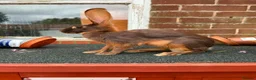 Belgian Hares rabbits for sale: Beautiful pair of chocolate & tan hares ready now - Advert 4